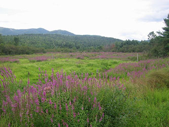 Uploaded Image: /uploads/Invasives Blog/PurpleLoosestrife_small.jpg